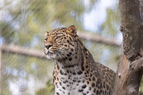 Korkeasaareen syntyi uhanalaisia amurinleopardipentuja 12 Korkeasaareen syntyi uhanalaisia amurinleopardipentuja 11