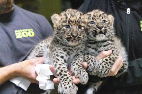 Korkeasaareen syntyi uhanalaisia amurinleopardipentuja 8 Korkeasaareen syntyi uhanalaisia amurinleopardipentuja 7