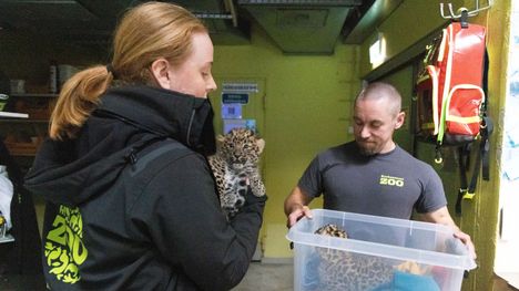 Korkeasaareen syntyi uhanalaisia amurinleopardipentuja 14 Korkeasaareen syntyi uhanalaisia amurinleopardipentuja 13