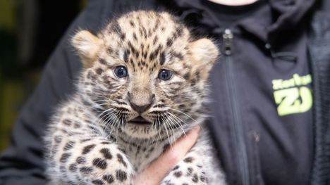 Korkeasaareen syntyi uhanalaisia amurinleopardipentuja 4 Korkeasaareen syntyi uhanalaisia amurinleopardipentuja 3