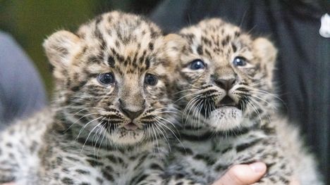 Korkeasaareen syntyi uhanalaisia amurinleopardipentuja 6 Korkeasaareen syntyi uhanalaisia amurinleopardipentuja 5