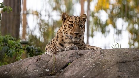 Korkeasaareen syntyi uhanalaisia amurinleopardipentuja 10 Korkeasaareen syntyi uhanalaisia amurinleopardipentuja 9