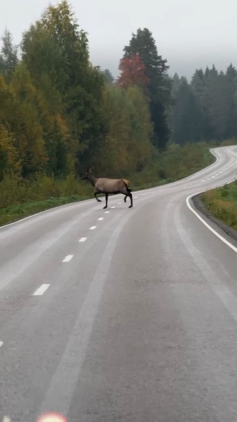 Metsästyskoira toi Viitasaarelle harvinaisen siperianvapitin 2 Metsästyskoira toi Viitasaarelle harvinaisen siperianvapitin 1