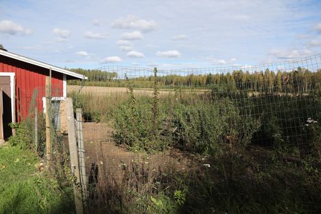 Missä on Herra Hoo? IS etsi emua Mäntyharjun metsäteillä 6 Missä on Herra Hoo? IS etsi emua Mäntyharjun metsäteillä 5