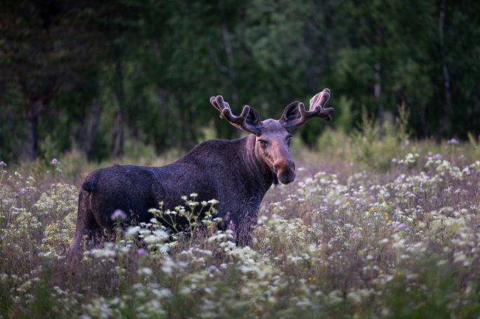 Poliisi valvoo hirvenmetsästystä syyskuun lopusta lokakuun loppuun 2 Poliisi valvoo hirvenmetsästystä syyskuun lopusta lokakuun loppuun 1