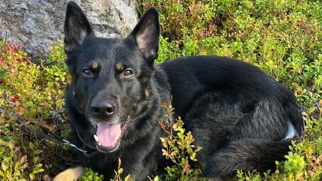 Poliisikoira Kurt on löytänyt uuden kodin 1