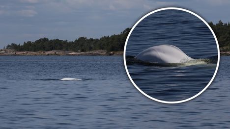 Luontokuvaaja Pekka Komi havaitsi mahdollisen maitovalaan Porvoon saaristossa torstaina. Kuva: Pekka Komi