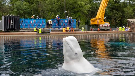 Maitovalas eli beluga yleisöakvaariossa Kanadassa. Kuva: Carlos Osorio / The Canadian Press / ZUMA