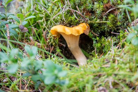Sieniryhmissä riita kiihtyy: ”Ilmiantoja tulee päivittäin” 6 Sieniryhmissä riita kiihtyy: ”Ilmiantoja tulee päivittäin” 5