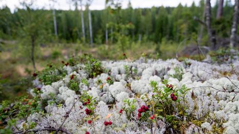 Tänään on Suomen luonnon päivä 2 Tänään on Suomen luonnon päivä 1