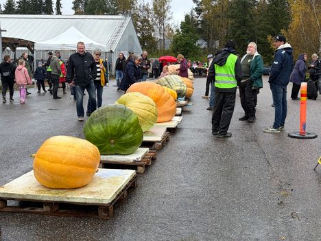 Elina Vuori kasvatti 216 sentin jättikurpitsan ja rikkoi maailmanennätyksen 9