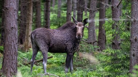 Hirvikolarit kasvussa – vaarallisin aika on nyt 2 Hirvikolarit kasvussa – vaarallisin aika on nyt 1