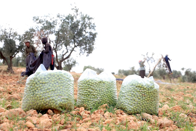 Israelin maarakennus tuhoaa oliivipuuikkoja Syyrian eteläosassa 2 Israelin maarakennus tuhoaa oliivipuuikkoja Syyrian eteläosassa 1