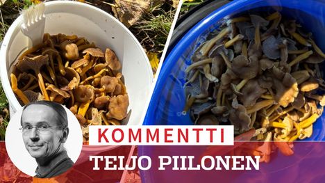 Pariskunta palasi metsästä täyteinä reppuin ja totesi: ”Mitä sienihulluudelle voi tehdä?” 2 Pariskunta palasi metsästä täyteinä reppuin ja totesi: ”Mitä sienihulluudelle voi tehdä?” 1