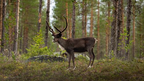 Porotalousrikosvyyhti Ylä-Lapissa: useita syytteitä törkeistä rikoksista 1