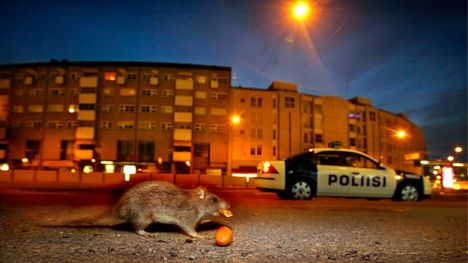 Rottahavainnot ovat lisääntyneet. Kuva: Sami Kero
