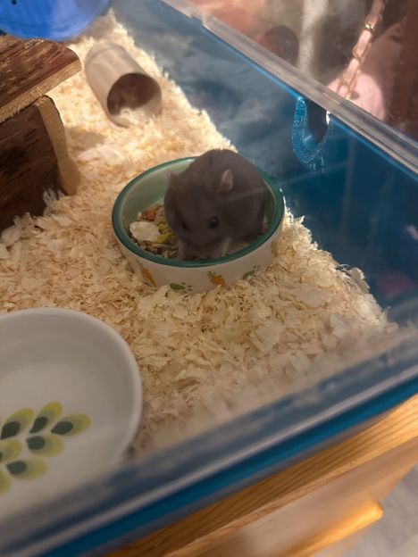 Kontulalainen Sari löysi hylätyn hamsterin laatikosta 1