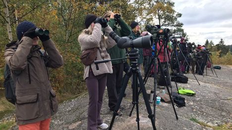 Suomessa havaittiin yli miljoona lintua EuroBirdwatchissa – harvinaisuuksina pronssi-iibis ja pikkutuulihaukka 3