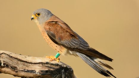 Suomessa havaittiin yli miljoona lintua EuroBirdwatchissa – harvinaisuuksina pronssi-iibis ja pikkutuulihaukka 5