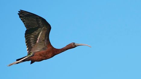 Suomessa havaittiin yli miljoona lintua EuroBirdwatchissa – harvinaisuuksina pronssi-iibis ja pikkutuulihaukka 1