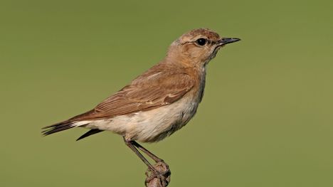 Suomessa havaittiin yli miljoona lintua EuroBirdwatchissa – harvinaisuuksina pronssi-iibis ja pikkutuulihaukka 7