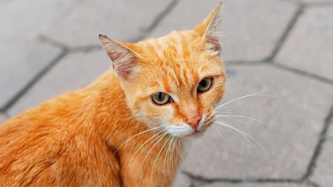 Viisi kissaa löydetty kuolleina ja paloiteltuina Norjassa 2 Viisi kissaa löydetty kuolleina ja paloiteltuina Norjassa 1