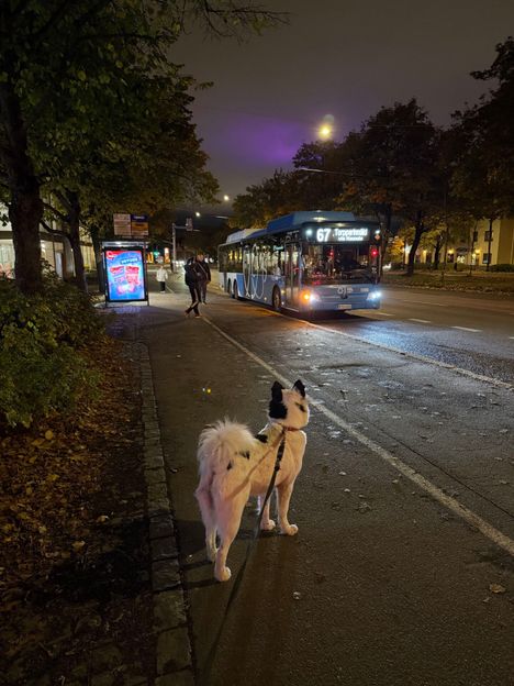 Helsingin taivaalla loimottava violetti valo selittyi: Linnanmäen Valokarnevaali heijastaa valojaan kaupunkiin 4 Helsingin taivaalla loimottava violetti valo selittyi: Linnanmäen Valokarnevaali heijastaa valojaan kaupunkiin 3